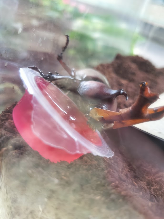 ついに羽化！成虫になったカブトムシたち